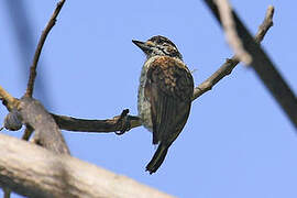 Scaled Piculet