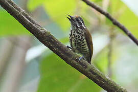 Speckled Piculet