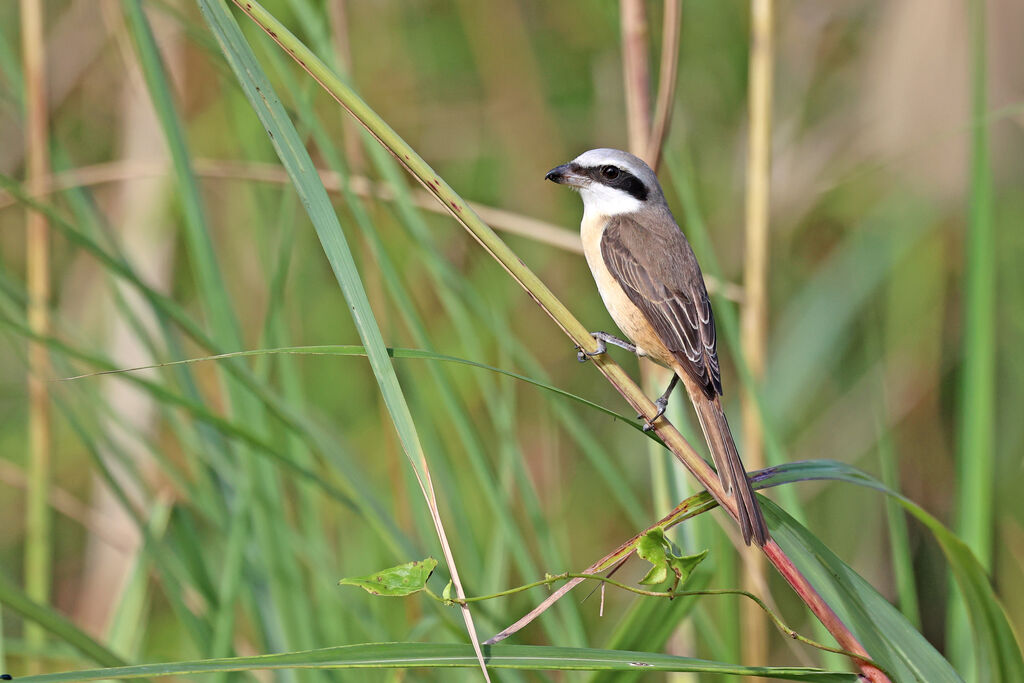 Brown Shrikeadult