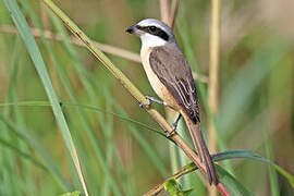 Brown Shrike