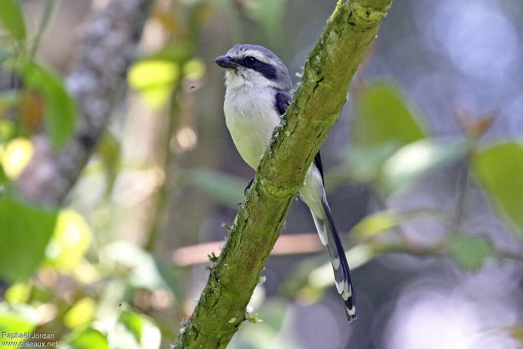 Mackinnon's Shrike male adult, pigmentation