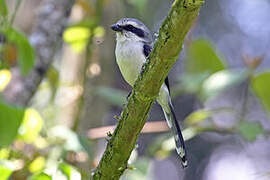 Mackinnon's Shrike