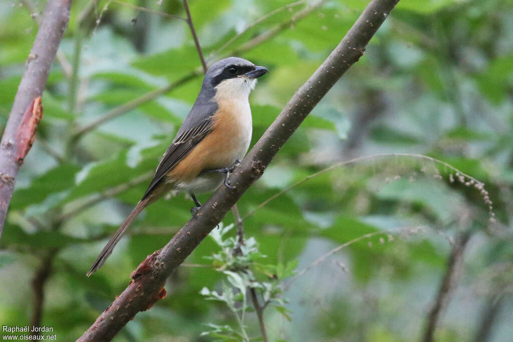 Grey-backed Shrikeadult, identification