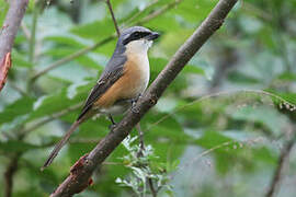 Grey-backed Shrike