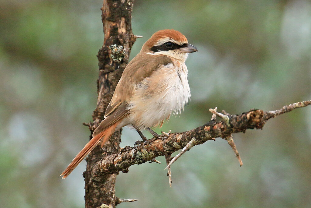 Red-tailed Shrike male adult breeding