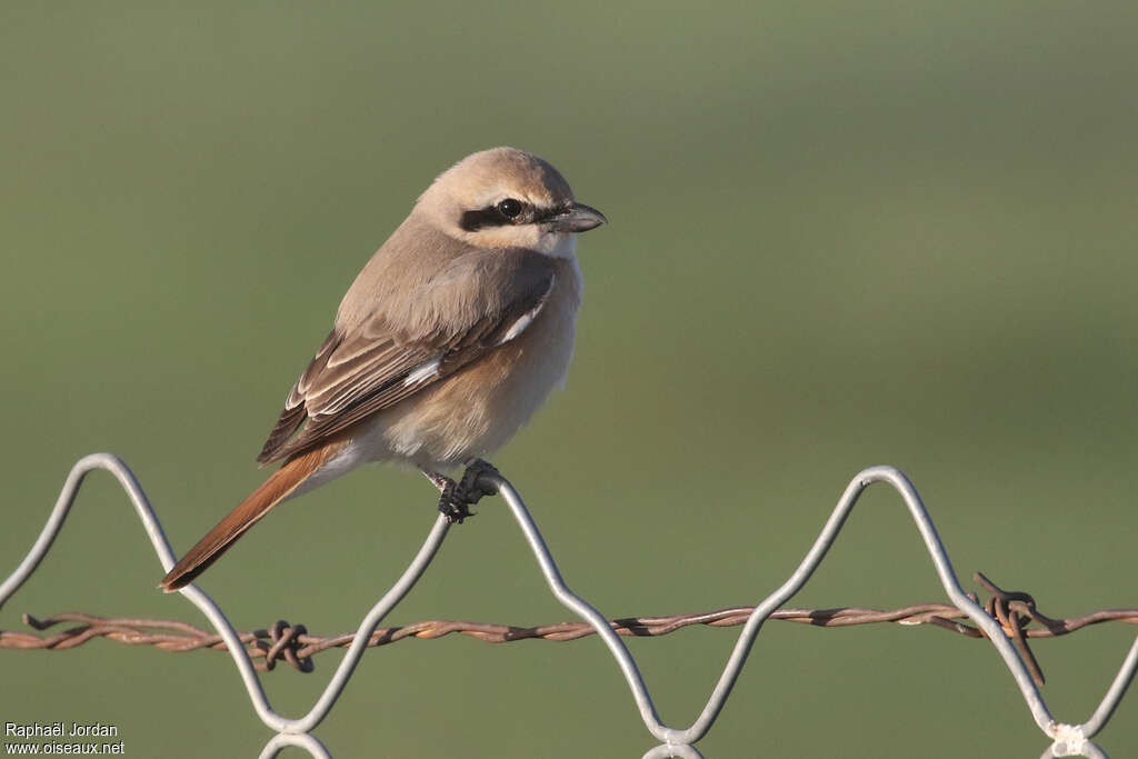 Isabelline Shrike male adult breeding, identification