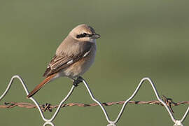 Isabelline Shrike