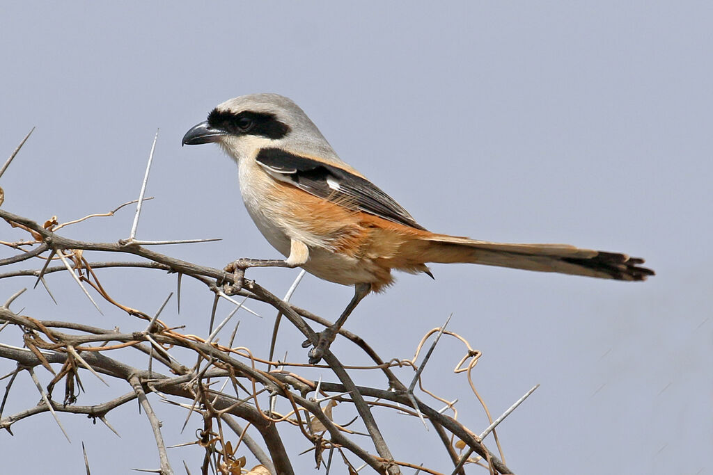 Long-tailed Shrike