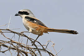 Long-tailed Shrike