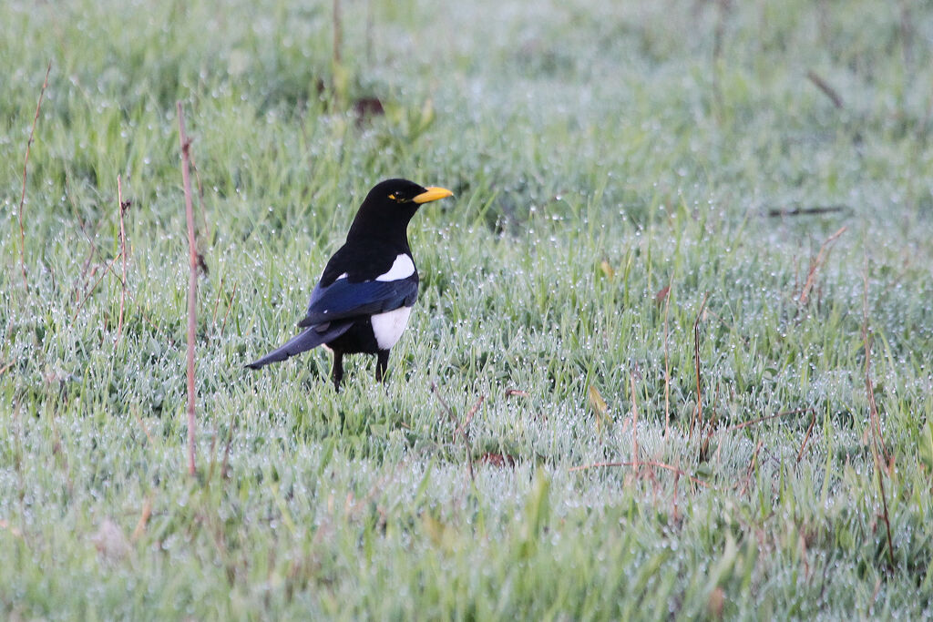 Yellow-billed Magpieadult