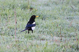 Yellow-billed Magpie