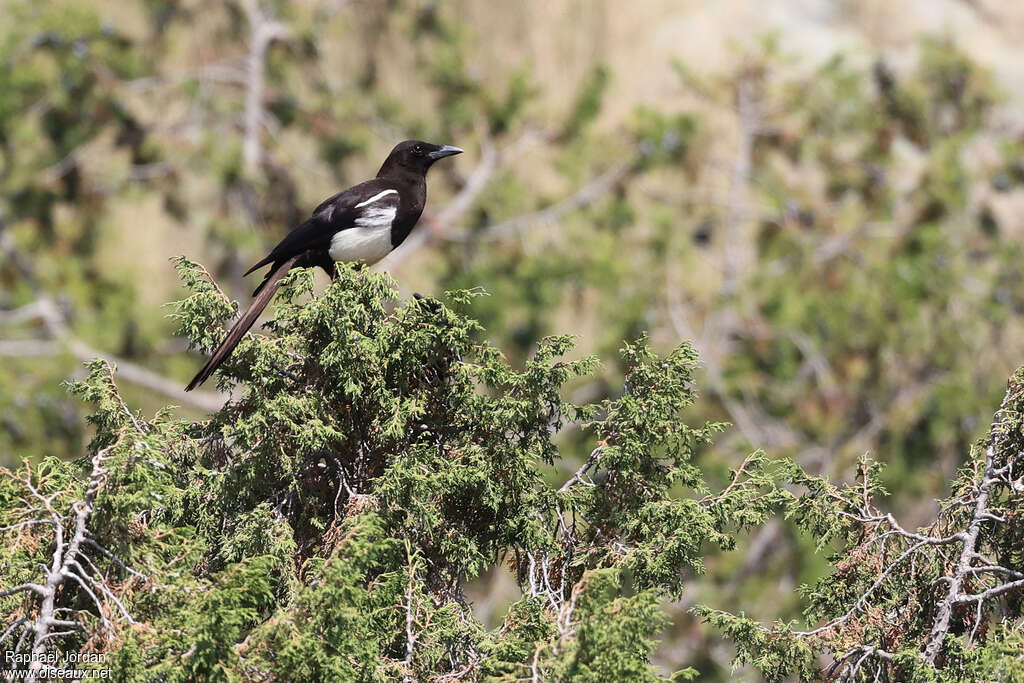 Asir Magpie