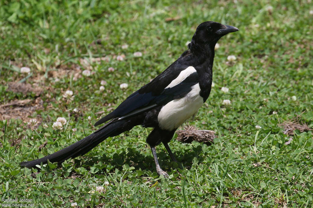 Black-rumped Magpieadult