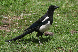Black-rumped Magpie