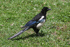 Black-rumped Magpie