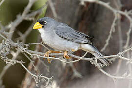 Cinereous Finch