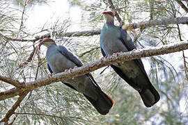 Metallic Pigeon