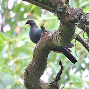 Pigeon à gorge blanche