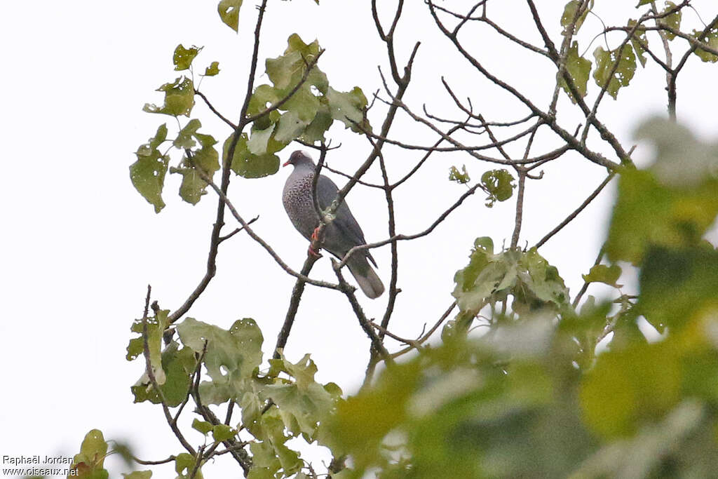 Pigeon à nuque blancheadulte, identification