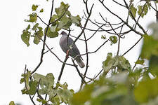 Pigeon à nuque blanche