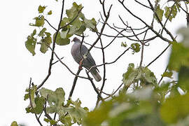 White-naped Pigeon