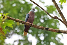 Pigeon à nuque bronzée