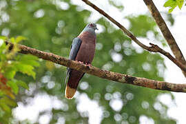 Western Bronze-naped Pigeon