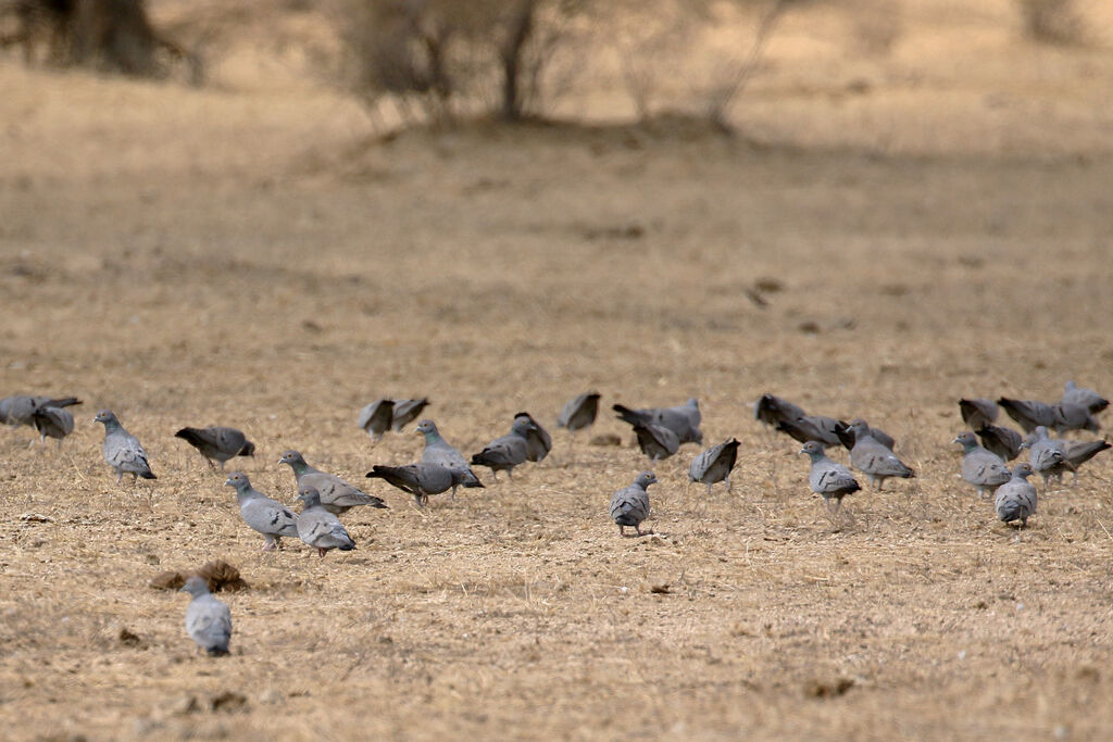 Yellow-eyed Pigeon