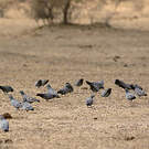 Pigeon d'Eversmann