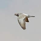 Pigeon d'Eversmann