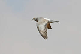 Yellow-eyed Pigeon