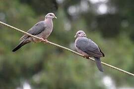 Sri Lanka Wood Pigeon