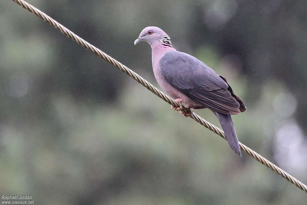 Pigeon de Ceylanadulte, identification