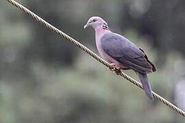 Sri Lanka Wood Pigeon