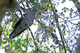 Eastern Bronze-naped Pigeon