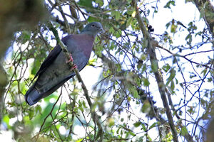 Pigeon de Delegorgue