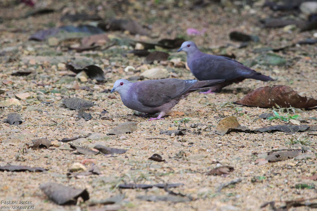 Pigeon de Goodsonadulte, pigmentation, pêche/chasse