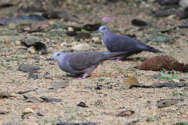 Dusky Pigeon