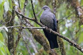 Speckled Wood Pigeon