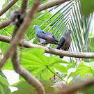 Pigeon de Malherbe