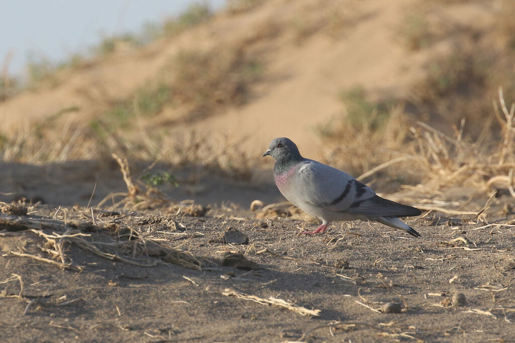 Pigeon des rochersadulte nuptial