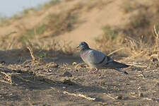 Pigeon des rochers