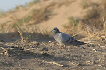 Pigeon des rochers