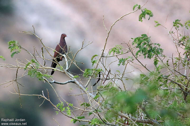 Pigeon du Pérouadulte, habitat, pigmentation