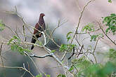 Pigeon du Pérou