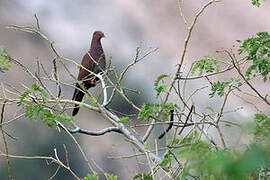 Maranon Pigeon