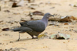 Plumbeous Pigeon