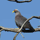 Pigeon rameron