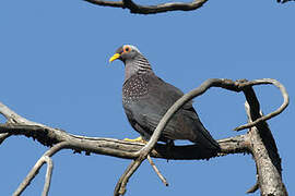 African Olive Pigeon