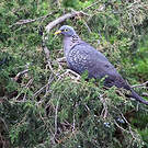 Pigeon rameron